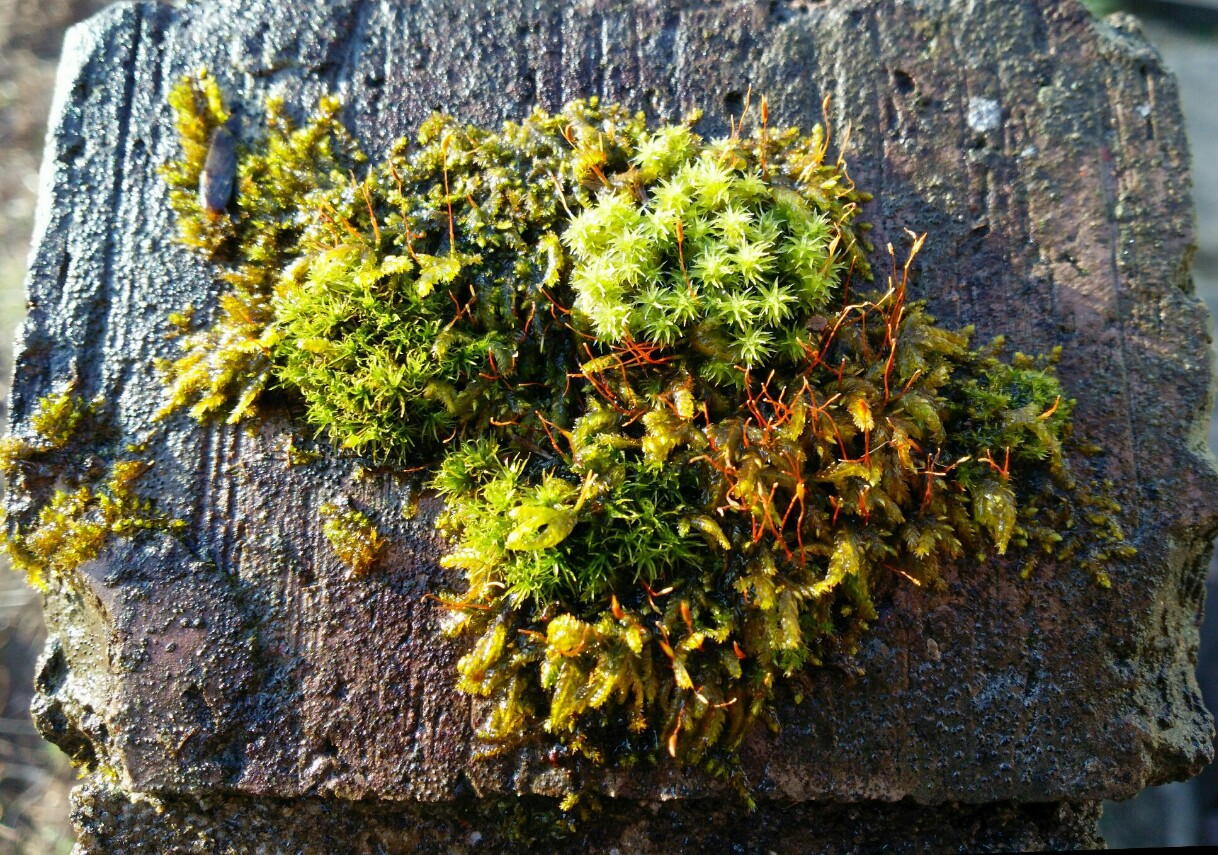 手のひらの森 手のひらの森