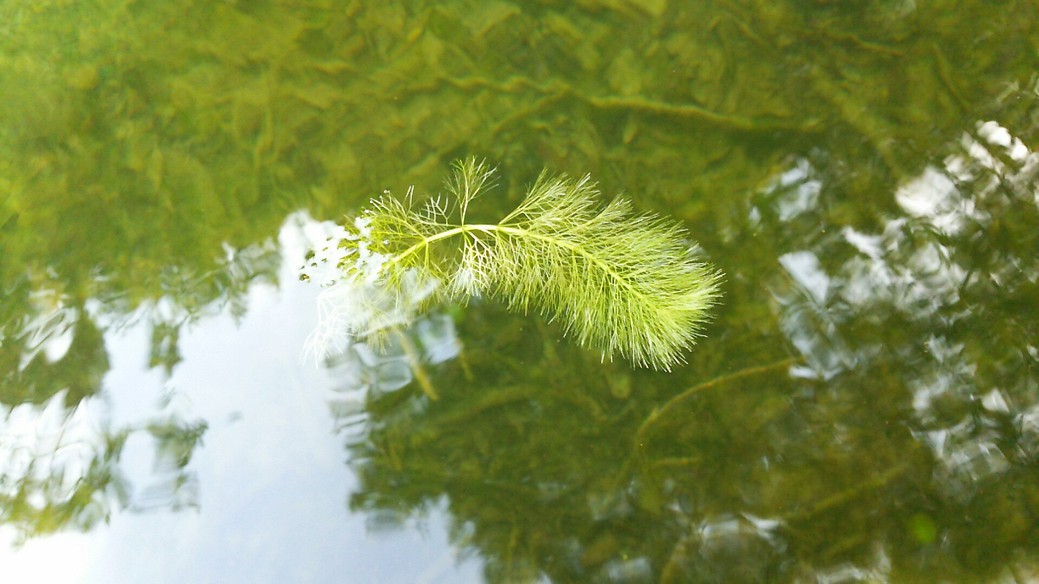 繁茂 繁茂