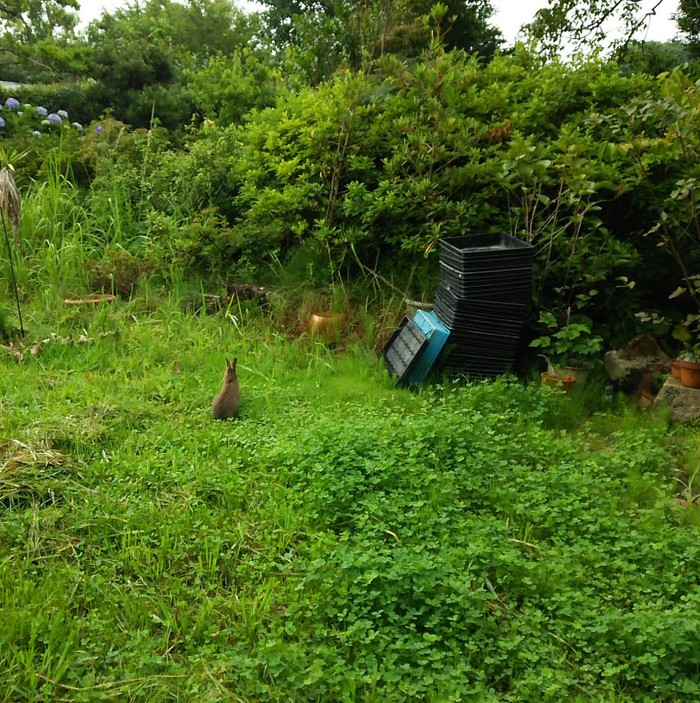 のうさぎ のうさぎ