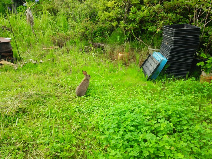のうさぎ のうさぎ