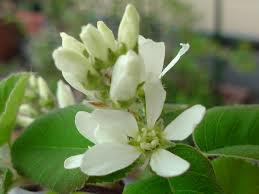 flower & green | 庭のジューンベリー flower & green | 庭のジューンベリー