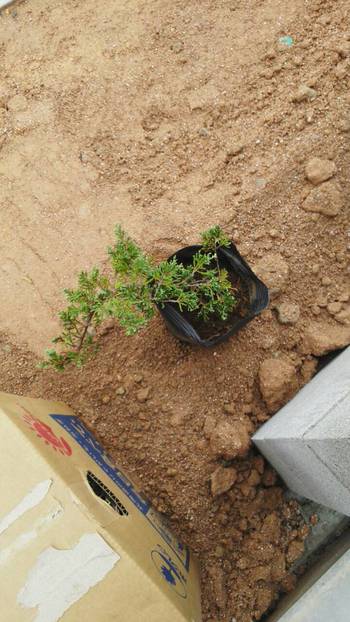 新しいお庭の植栽。 新しいお庭の植栽。