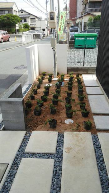 新しいお庭の植栽。 新しいお庭の植栽。