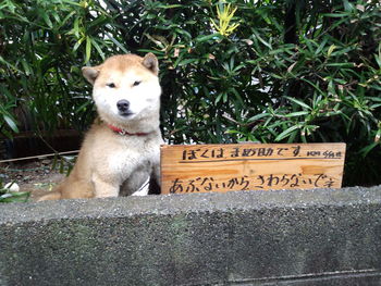 竹と、まめ助