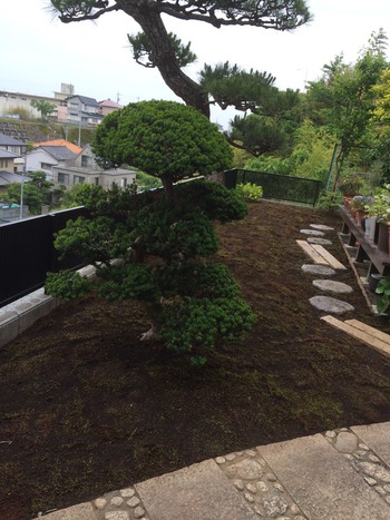 苔むす庭。 苔むす庭。