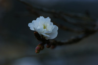 名倉に咲く八重桜