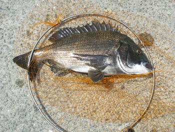 釣り自慢