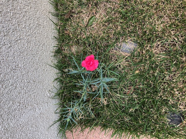 カーネーション カーネーション