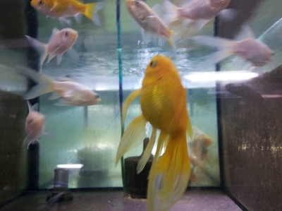金魚の魅力