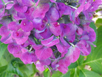 10月の紫陽花