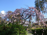 しだれ梅