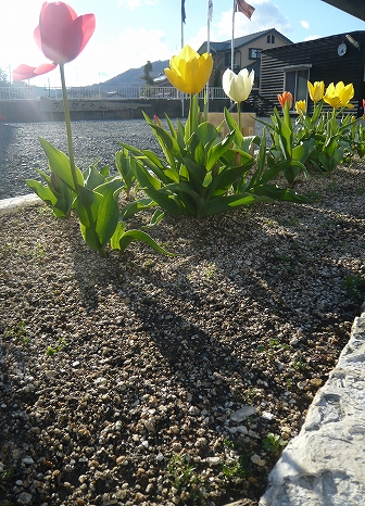 『俺の花壇』の春です♪