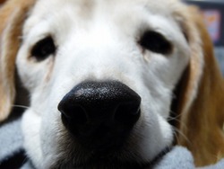愛犬の鼻