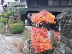紅葉
