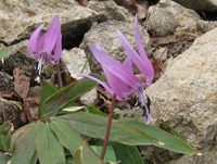 カタクリの花