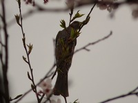 桜の木の鳥