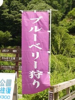 ブルーベリーの季節