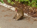 野生のサル