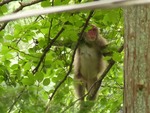 野生のサル