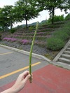 アスパラ狩り