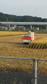 稲刈り