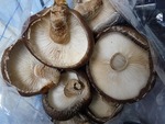 立派な椎茸