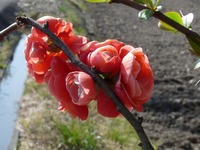 ボケの花