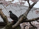 鳩も花見!?
