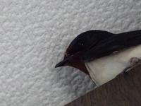 つばめ