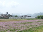 韮山でいちごがり