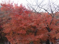 紅葉