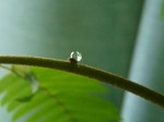 小枝の水玉