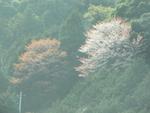 山桜