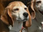予想外犬!!