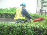 雨の街路樹