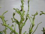 枝豆の枝
