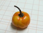 センセーション