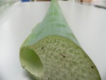 はすがら3回目