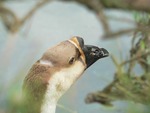 忍野八海のガチョウ