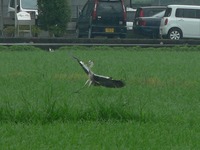 着陸成功