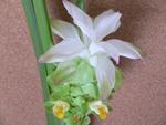 うこんの花