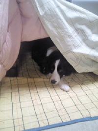 こたつ犬(^・ェ・)