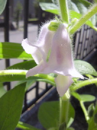 何の花でしょう??
