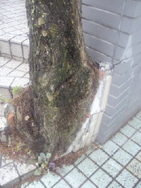 さてはて、大丈夫か?