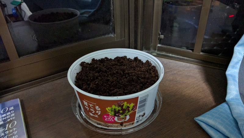 今話題の育てるサラダを実際に育ててみる!~初回 育てるサラダは結構マジで花を育ててるみたい~ 今話題の育てるサラダを実際に育ててみる!~初回 育てるサラダは結構マジで花を育ててるみたい~