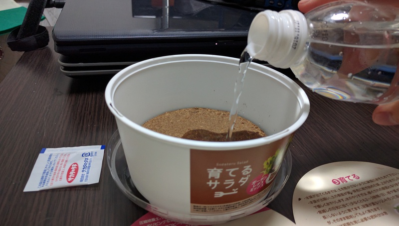 今話題の育てるサラダを実際に育ててみる!~初回 育てるサラダは結構マジで花を育ててるみたい~ 今話題の育てるサラダを実際に育ててみる!~初回 育てるサラダは結構マジで花を育ててるみたい~