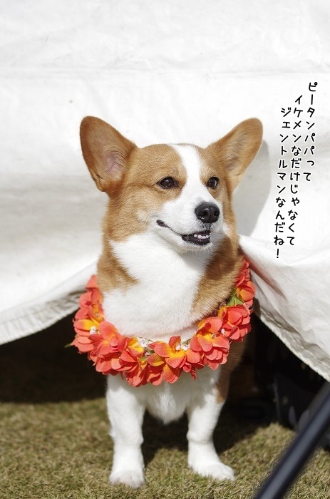浜松ふれあいフェスティバル2013・・終了いたしました♪