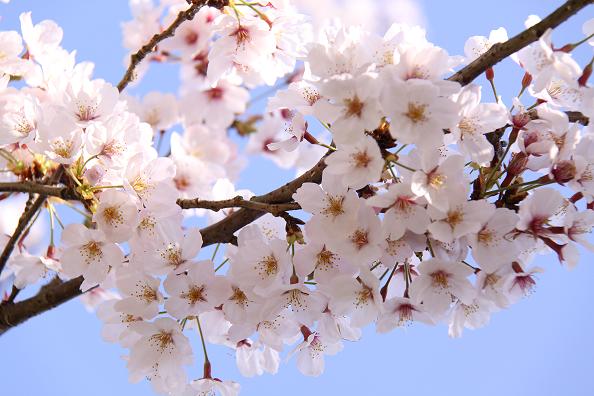 ★　桜満開　★
