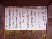 山住神社の御神木