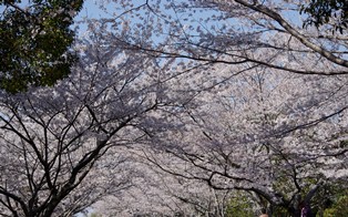 我が家も・・♪